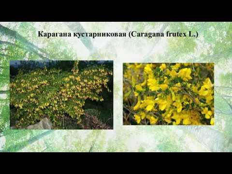 Карагана кустарниковая (Caragana frutex L.)