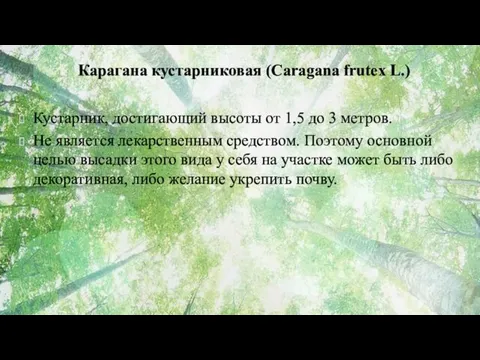 Карагана кустарниковая (Caragana frutex L.) Кустарник, достигающий высоты от 1,5 до 3 метров.