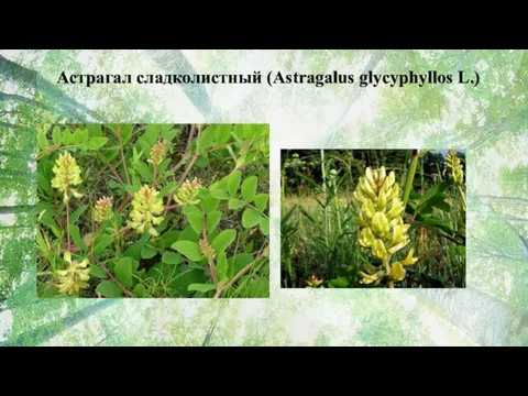 Астрагал сладколистный (Astragalus glycyphyllos L.)