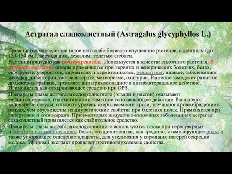 Астрагал сладколистный (Astragalus glycyphyllos L.) Травянистое многолетнее голое или слабо беловато-опушенное растение, с