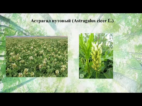 Астрагал нутовый (Astragalus cicer L.)