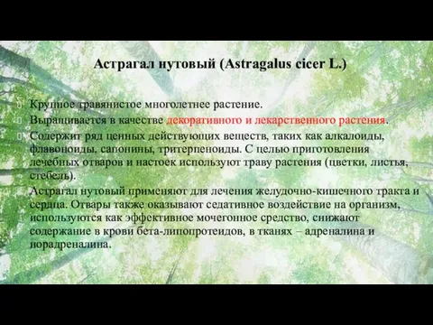 Астрагал нутовый (Astragalus cicer L.) Крупное травянистое многолетнее растение. Выращивается в качестве декоративного