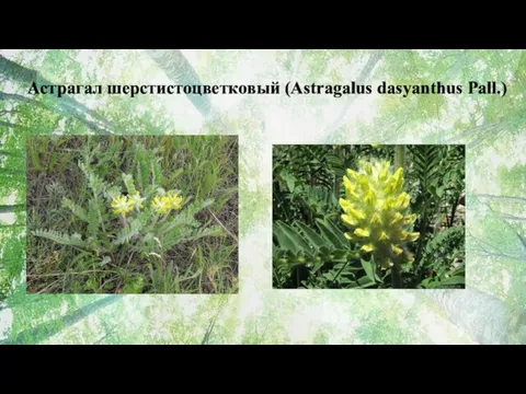 Астрагал шерстистоцветковый (Astragalus dasyanthus Pall.)