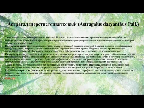 Астрагал шерстистоцветковый (Astragalus dasyanthus Pall.) Травянистое многолетнее растение, высотой 30-40 см, с многочисленными