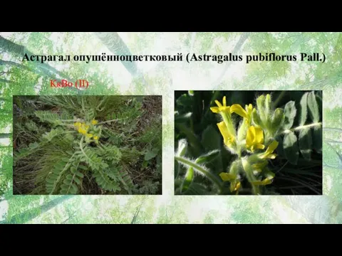 Астрагал опушённоцветковый (Astragalus pubiflorus Pall.) КкВо (II)