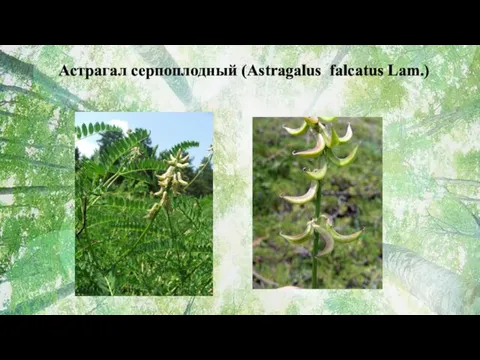 Астрагал серпоплодный (Astragalus falcatus Lam.)