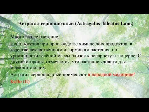 Астрагал серпоплодный (Astragalus falcatus Lam.) Многолетнее растение. Используется при производстве химических продуктов, в