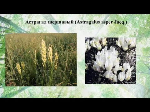 Астрагал шершавый (Astragalus asper Jacq.)