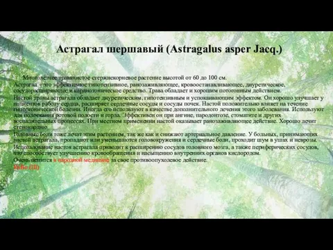 Астрагал шершавый (Astragalus asper Jacq.) Многолетнее травянистое стержнекорневое растение высотой от 60 до
