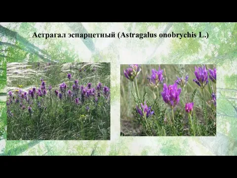 Астрагал эспарцетный (Astragalus onobrychis L.)