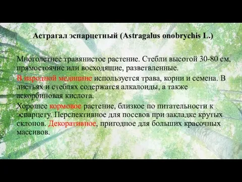 Астрагал эспарцетный (Astragalus onobrychis L.) Многолетнее травянистое растение. Стебли высотой 30-80 см, прямостоячие