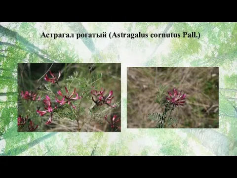 Астрагал рогатый (Astragalus cornutus Pall.)