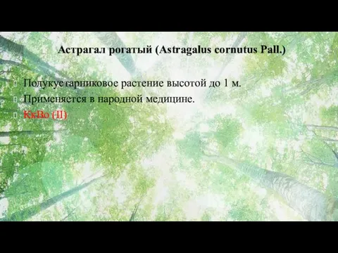 Астрагал рогатый (Astragalus cornutus Pall.) Полукустарниковое растение высотой до 1 м. Применяется в