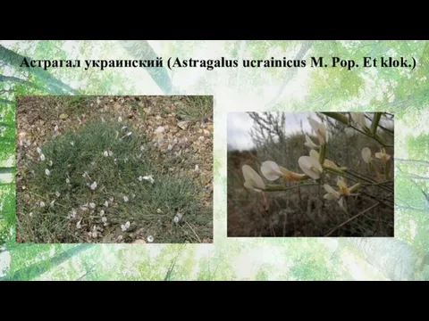 Астрагал украинский (Astragalus ucrainicus M. Pop. Et klok.)