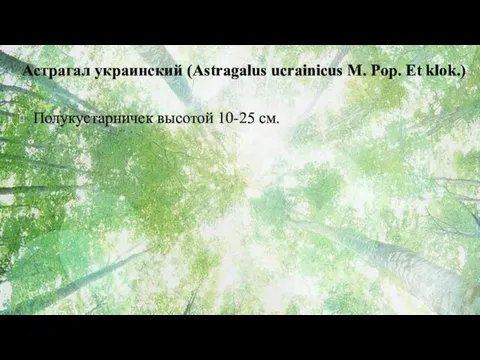 Астрагал украинский (Astragalus ucrainicus M. Pop. Et klok.) Полукустарничек высотой 10-25 см.