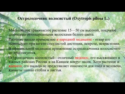 Остролодочник волосистый (Oxytropis pilosa L.) Многолетнее травянистое растение 15—50 см высотой, покрытое длинными
