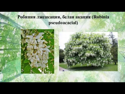 Робиния лжеакация, белая акация (Robinia pseudoacacial)
