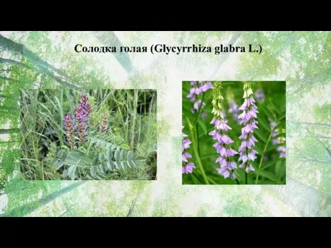 Солодка голая (Glycyrrhiza glabra L.)