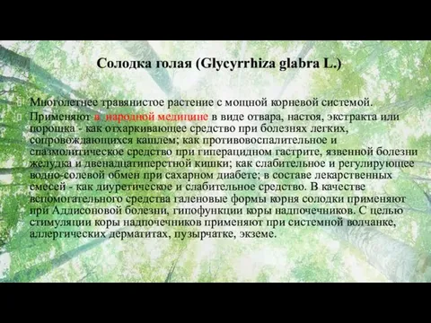 Солодка голая (Glycyrrhiza glabra L.) Многолетнее травянистое растение с мощной корневой системой. Применяют