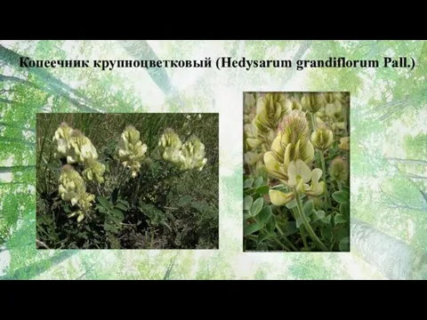 Копеечник крупноцветковый (Hedysarum grandiflorum Pall.)