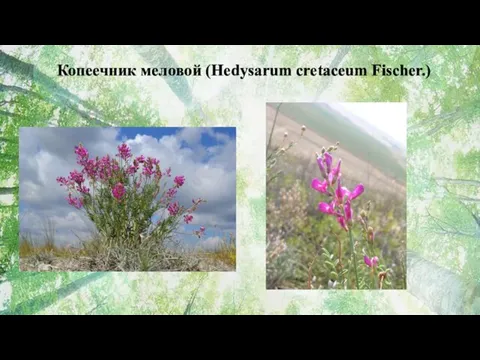 Копеечник меловой (Hedysarum cretaceum Fischer.)