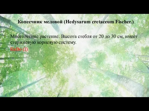Копеечник меловой (Hedysarum cretaceum Fischer.) Многолетние растение. Высота стебля от 20 до 30