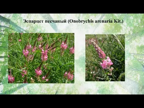 Эспарцет песчаный (Onobrychis arenaria Kit.)