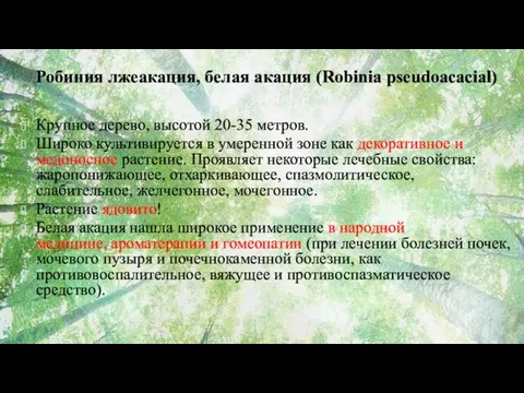 Робиния лжеакация, белая акация (Robinia pseudoacacial) Крупное дерево, высотой 20-35 метров. Широко культивируется