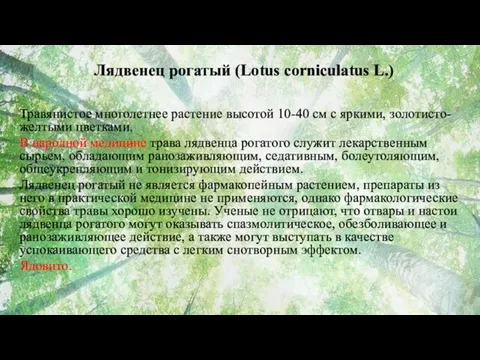 Лядвенец рогатый (Lotus corniculatus L.) Травянистое многолетнее растение высотой 10-40 см с яркими,