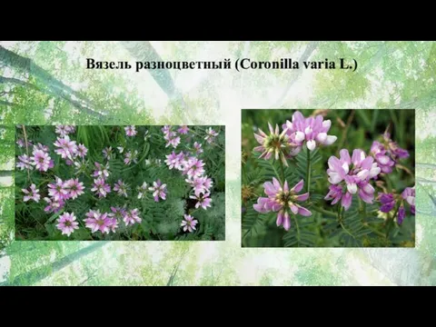 Вязель разноцветный (Coronilla varia L.)