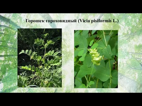Горошек гороховидный (Vicia pisiformis L.)