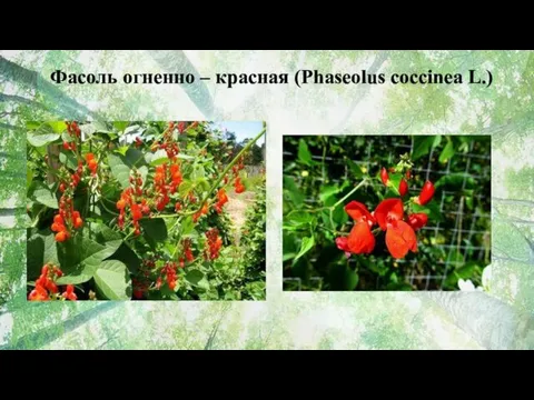 Фасоль огненно – красная (Phaseolus coccinea L.)