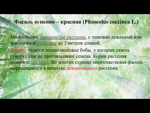 Фасоль огненно – красная (Phaseolus coccinea L.) Многолетнее травянистое растение, с тонкими лежачими