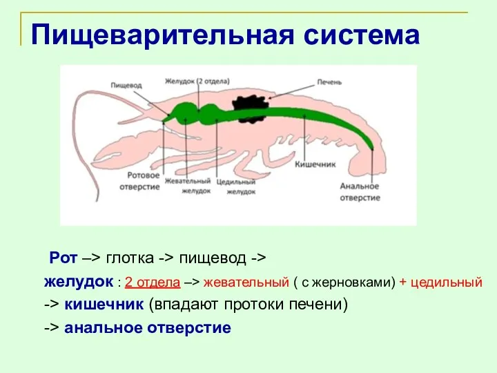 Пищеварительная система Рот –> глотка -> пищевод -> желудок :