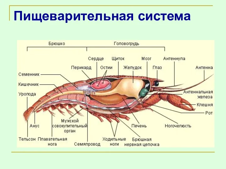 Пищеварительная система