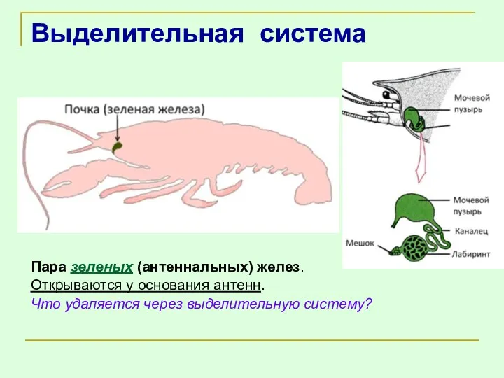 Выделительная система Пара зеленых (антеннальных) желез. Открываются у основания антенн. Что удаляется через выделительную систему?