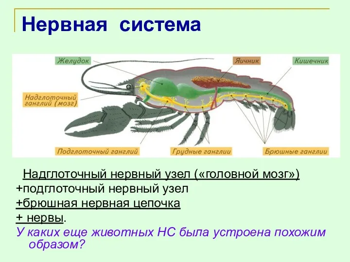 Нервная система Надглоточный нервный узел («головной мозг») +подглоточный нервный узел