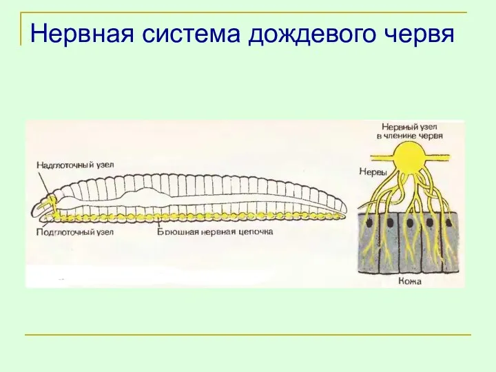 Нервная система дождевого червя