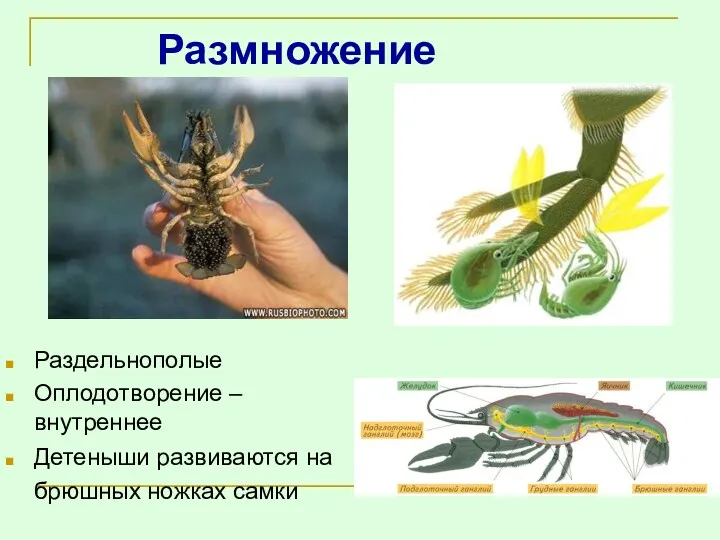 Размножение Раздельнополые Оплодотворение – внутреннее Детеныши развиваются на брюшных ножках самки