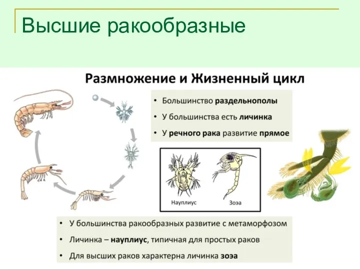 Высшие ракообразные