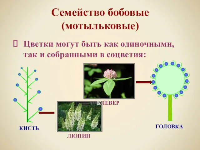 Семейство бобовые (мотыльковые) Цветки могут быть как одиночными, так и собранными в соцветия: