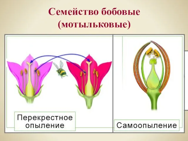 Семейство бобовые (мотыльковые)