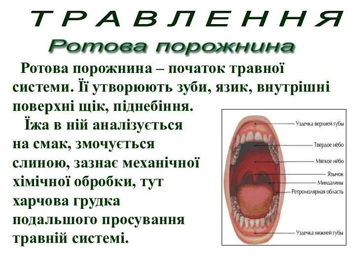 Ротова порожнина – початок травної системи. Її утворюють зуби, язик,