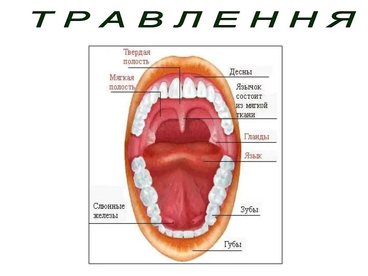 Т Р А В Л Е Н Н Я