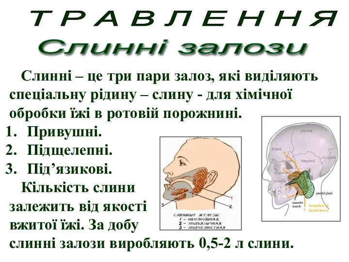 Слинні – це три пари залоз, які виділяють спеціальну рідину