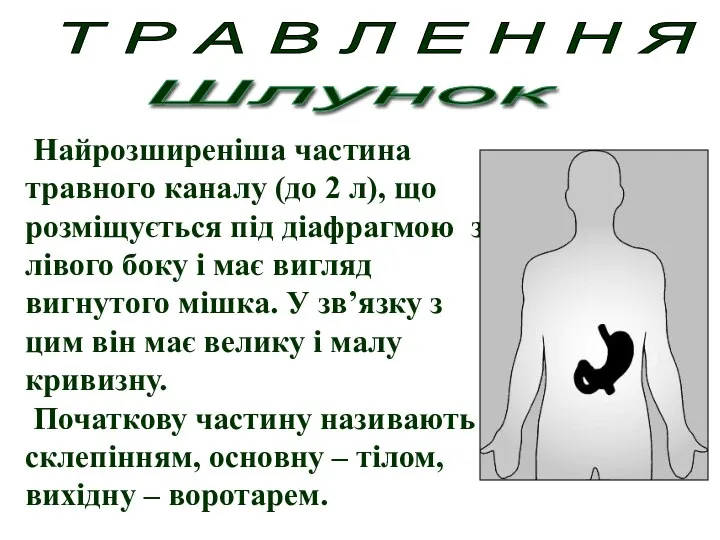 Найрозширеніша частина травного каналу (до 2 л), що розміщується під