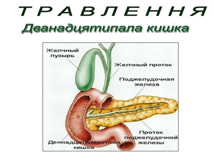 Т Р А В Л Е Н Н Я Дванадцятипала кишка