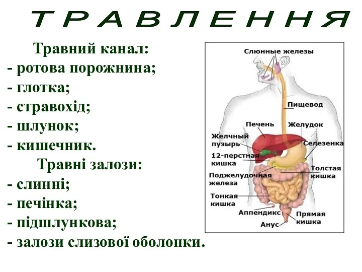 Т Р А В Л Е Н Н Я Травний