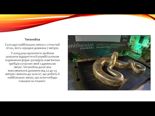 Титанобоа Сьогодні найбільшою змією є сітчастий пітон, його середня довжина 7 метрів. У