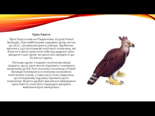 Орел Хааста Орел Хааста жив на Південному острові Нової Зеландії,